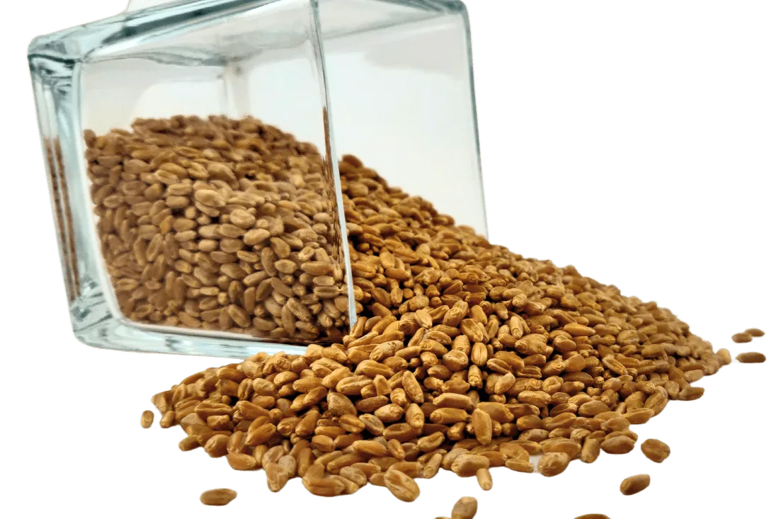 Wheat Berries, Hard Red, Winter Wheat, Wheat Montana