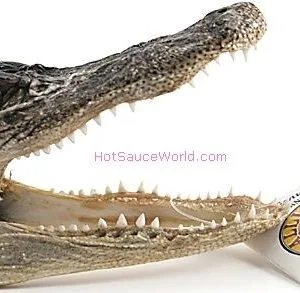 6″ Real Alligator Head USA Sales Only