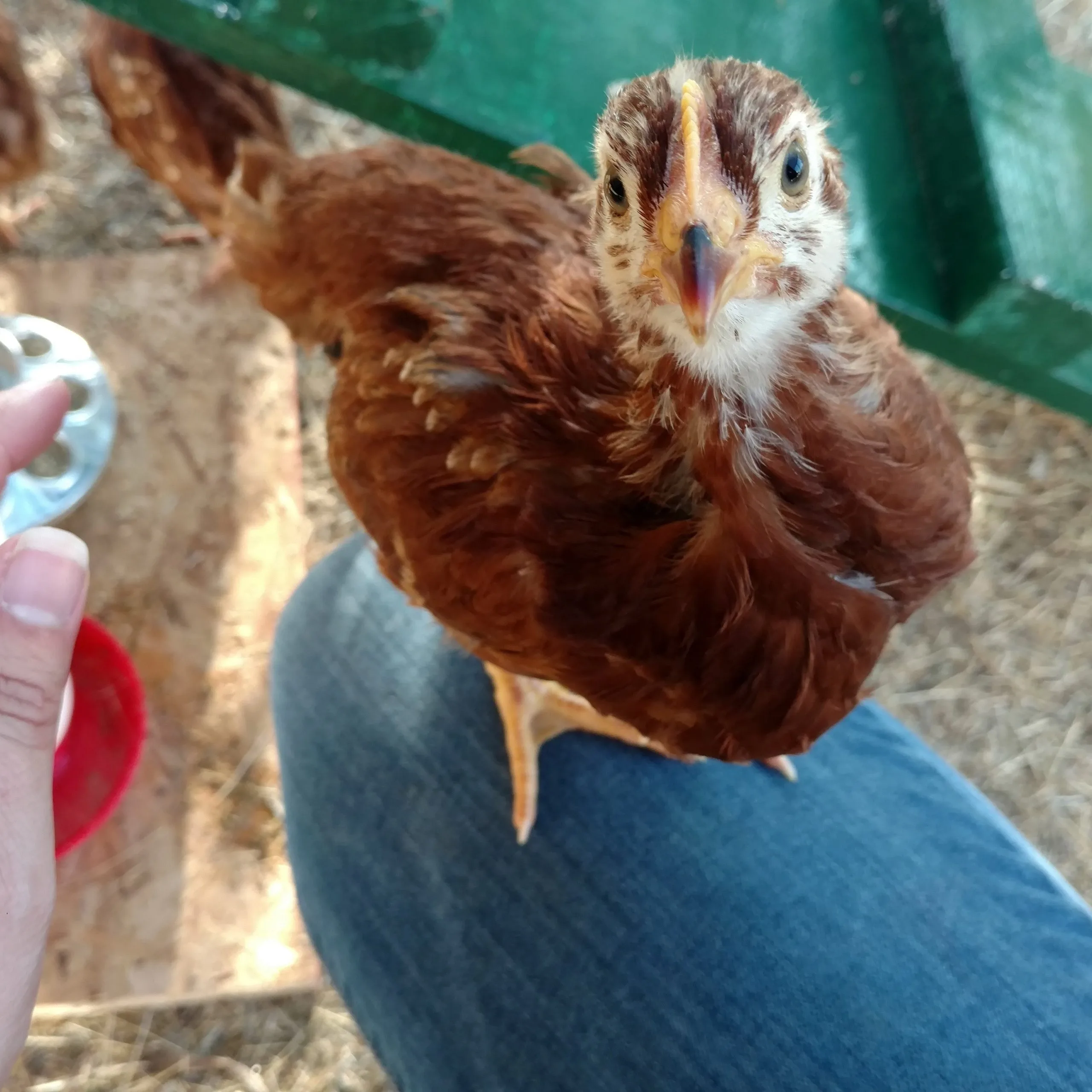 Poultry Garden Combo Pack