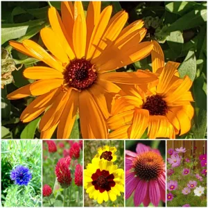 “Plant for Pollinators” Garden Mix – Bulk