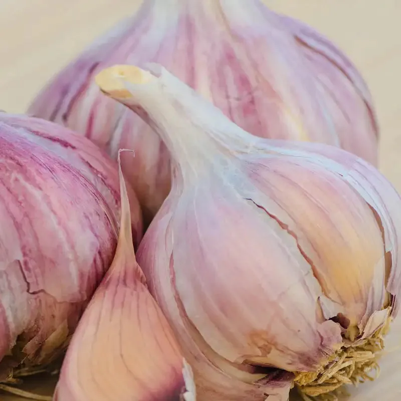 Purple Glazer Seed Garlic