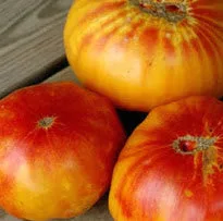 Mr. Stripey Tomato