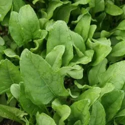 Perpetual Spinach Swiss Chard BULK Seeds
