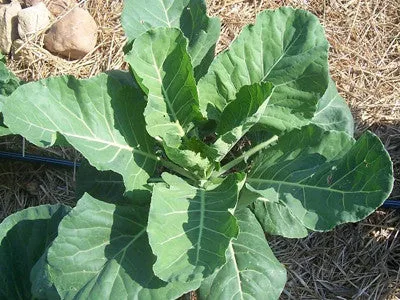 Georgia Green Collards BULK