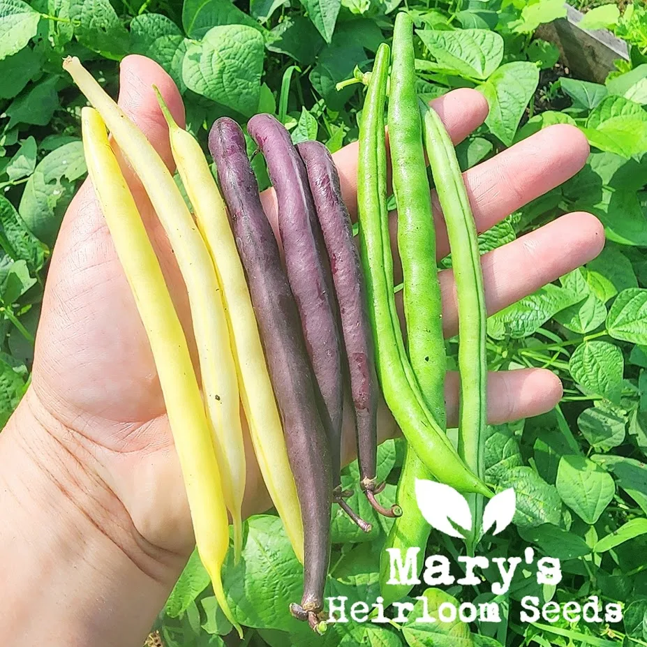 Heirloom Bush Bean Trio