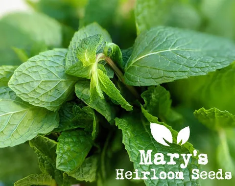 Homesteader Herb Combo Pack