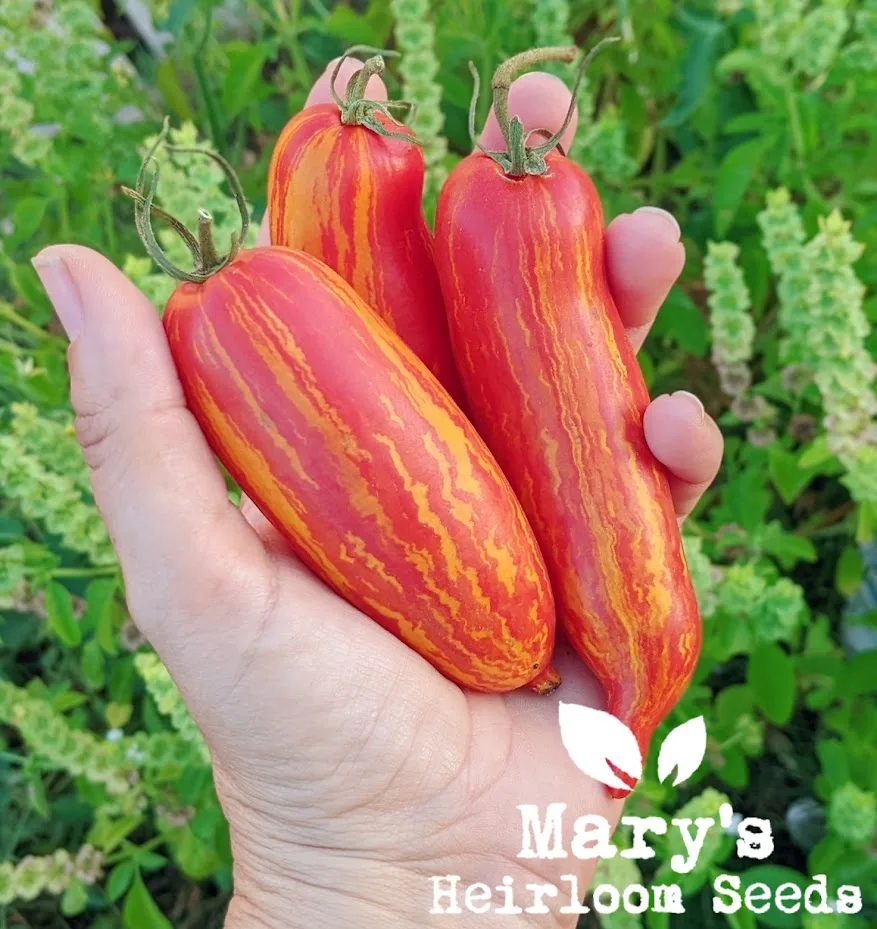 Mary’s Heirloom Tomato Seed Collection