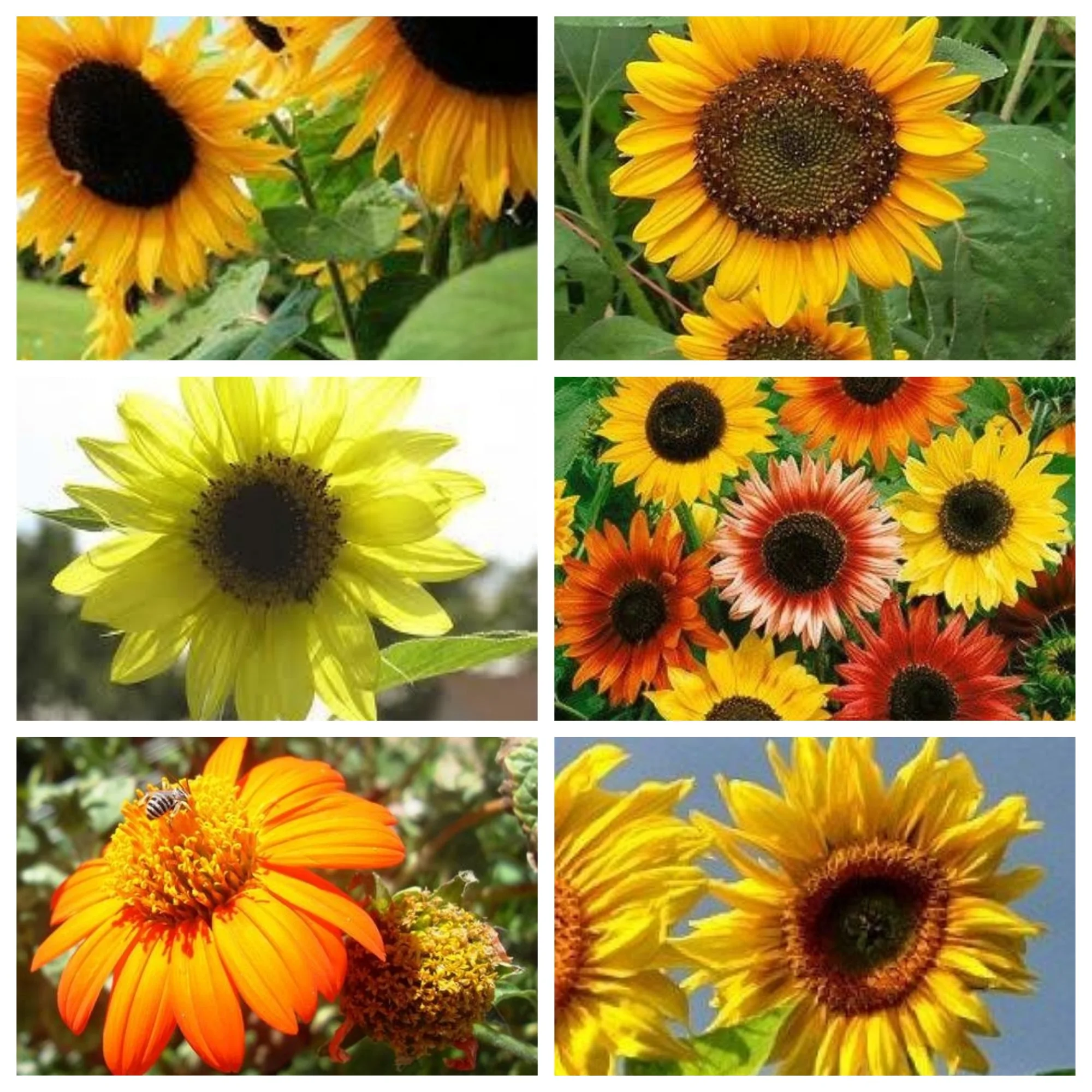 Sunflower Seeds Combo Pack