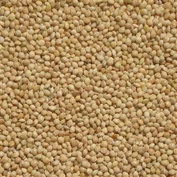 White Proso Millet Sprouting Seeds