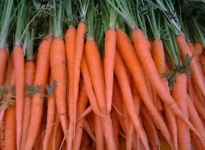 Tendersweet Carrot BULK