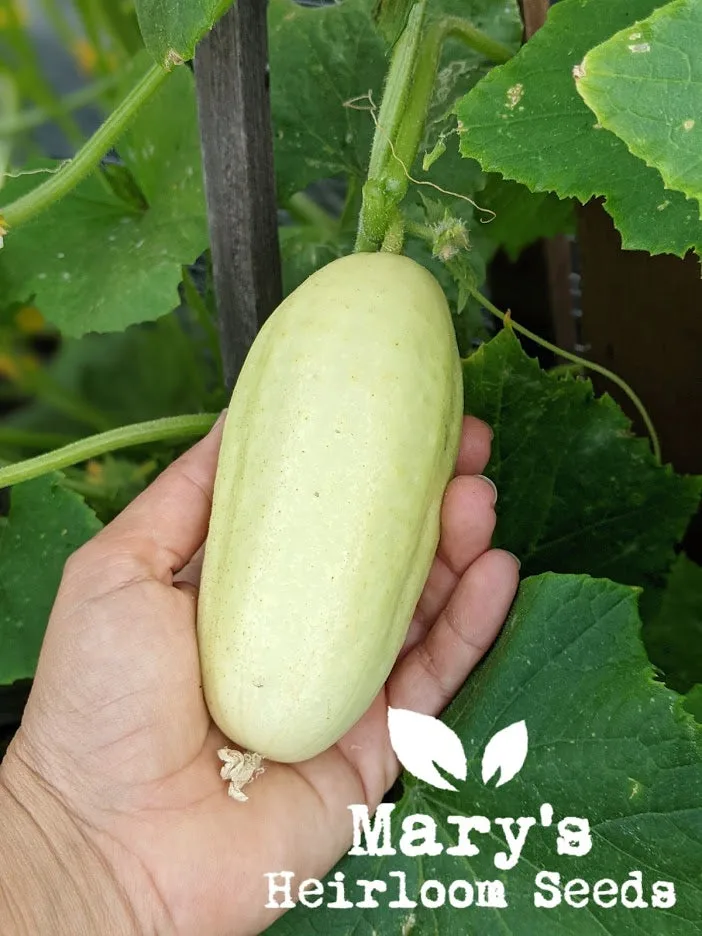 Mary’s “Pacific Northwest” Seeds combo pack