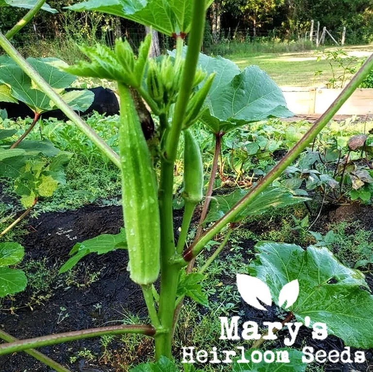 Clemson Spineless Okra BULK