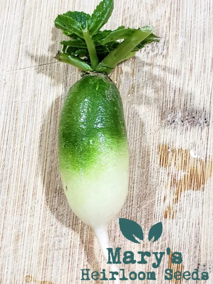 Chinese Green Luobo Radish BULK