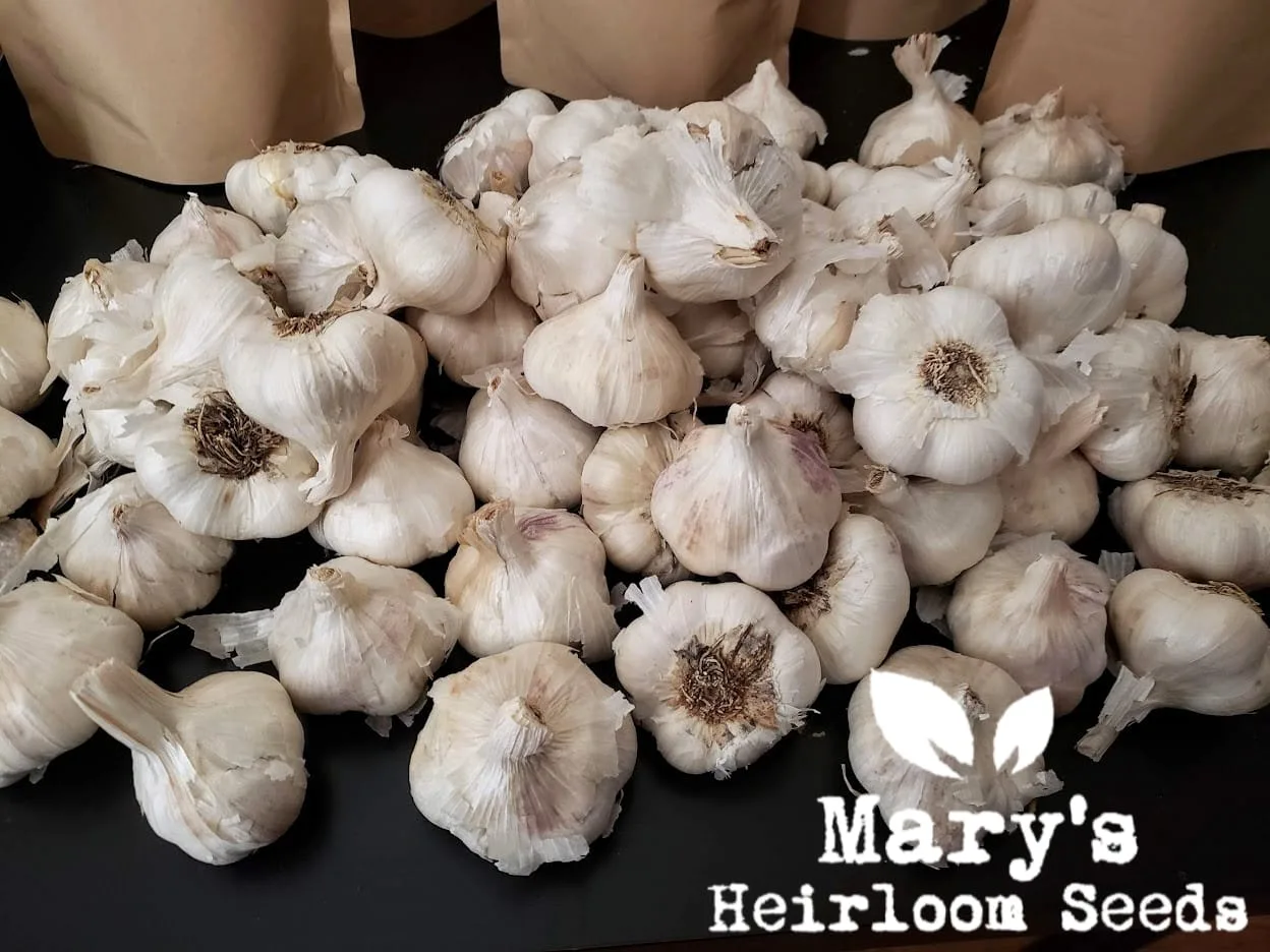 California Early White Seed Garlic