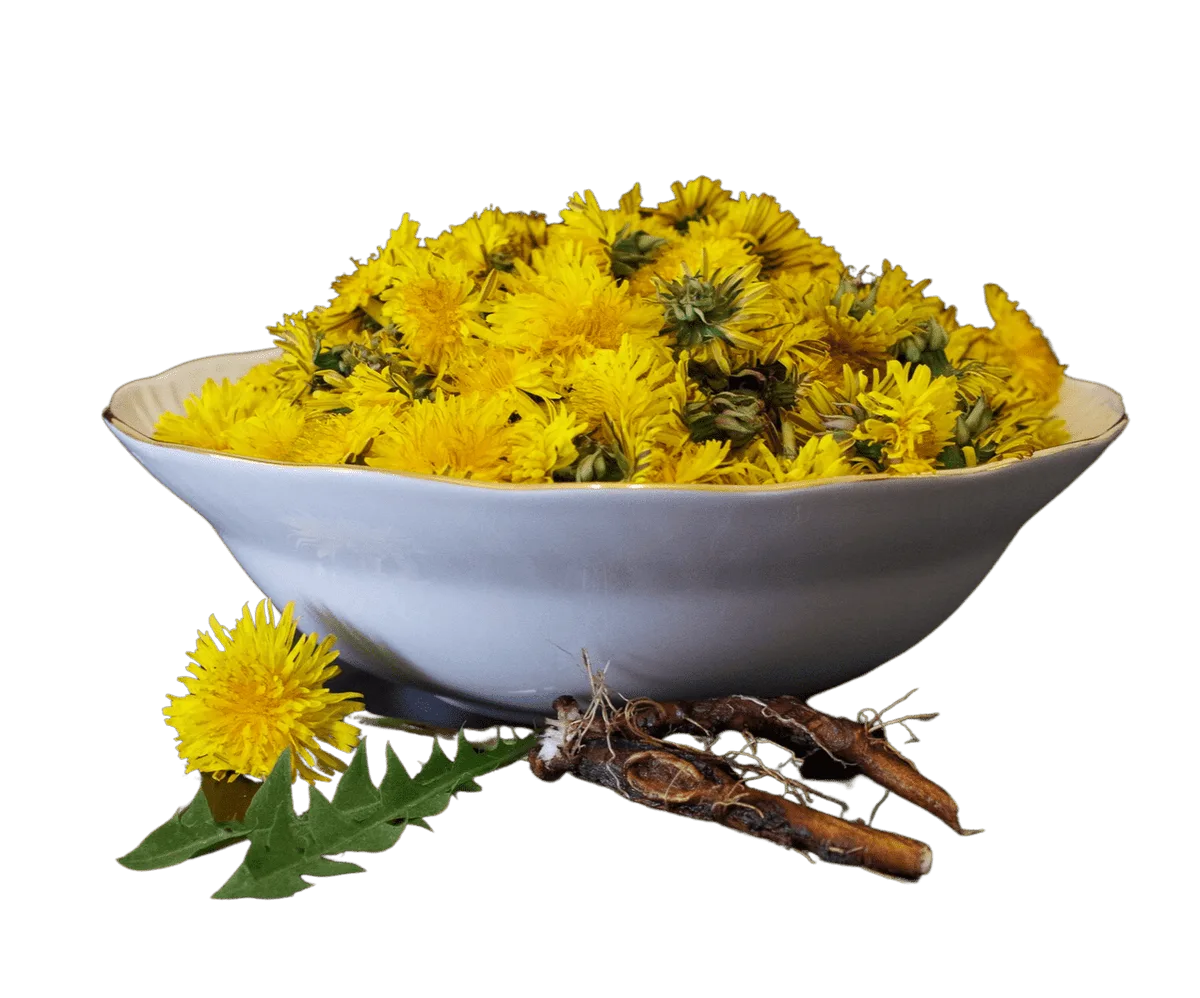 Dandelion Root, Organic, Cut, Sifted