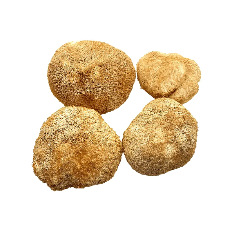 Lion’s Mane Mushrooms (Hericium Erinaceus)