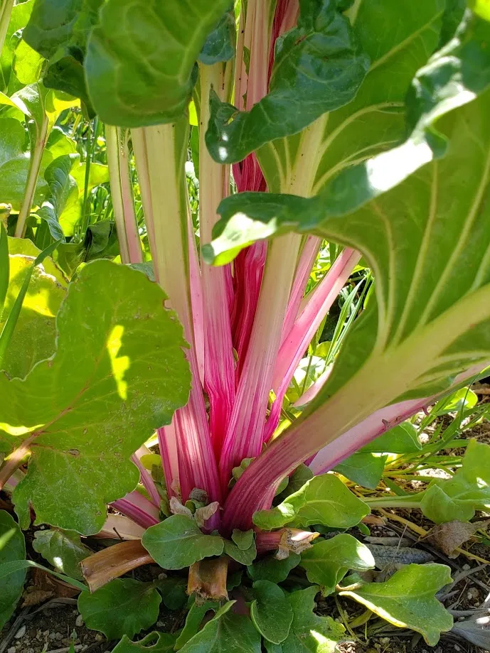 Color-Themed Seed Combo: PINK