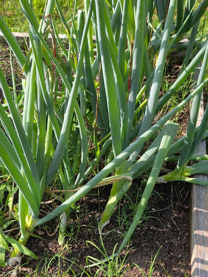 Evergreen White Bunching Onion BULK