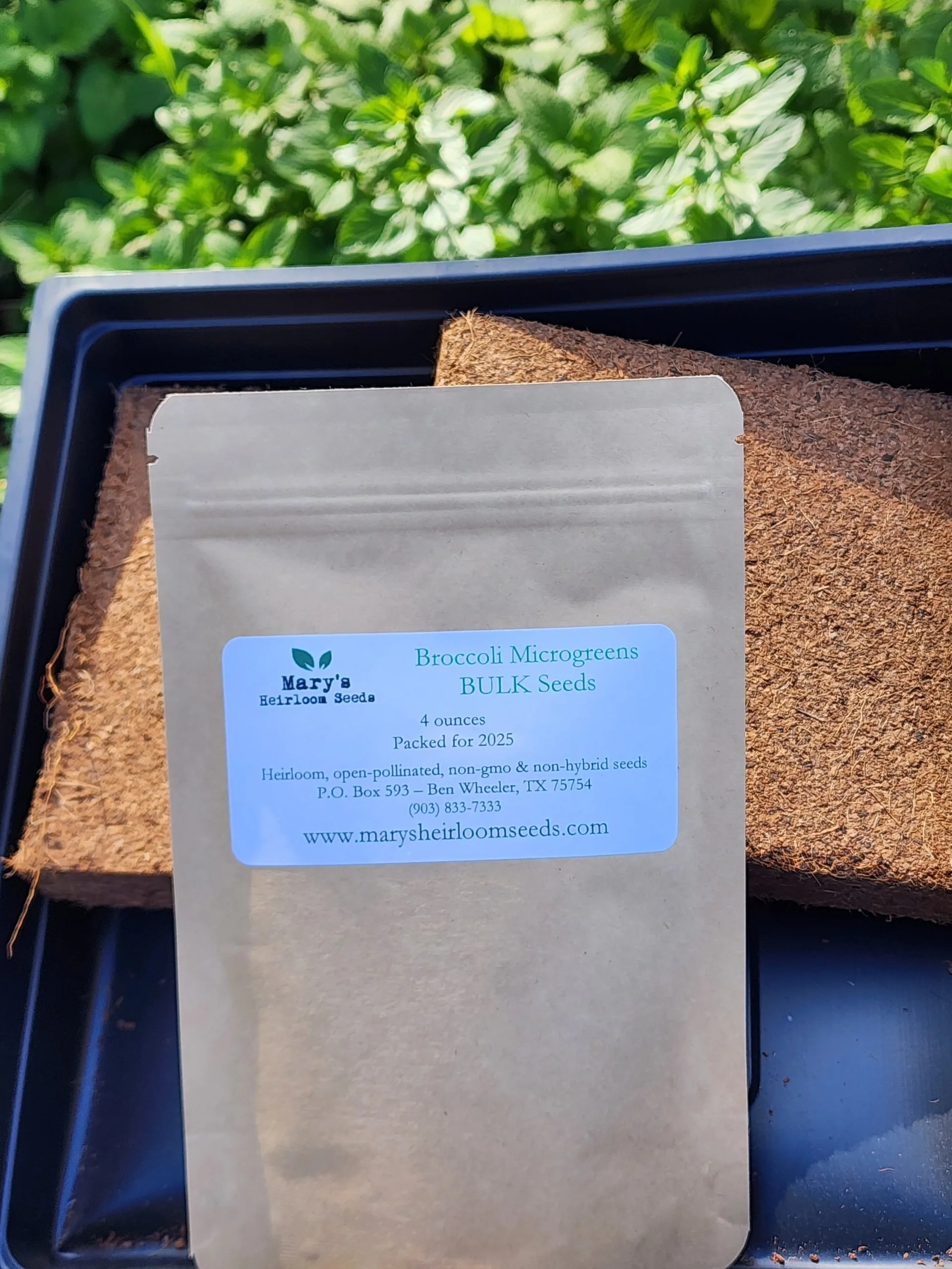 Broccoli Microgreens Starter Kit GIFT BOX
