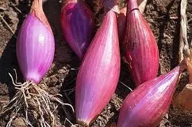 Red of Florence Onion