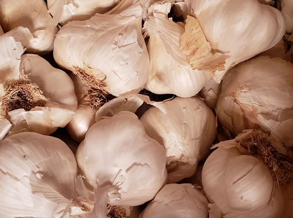 California Late White Seed Garlic
