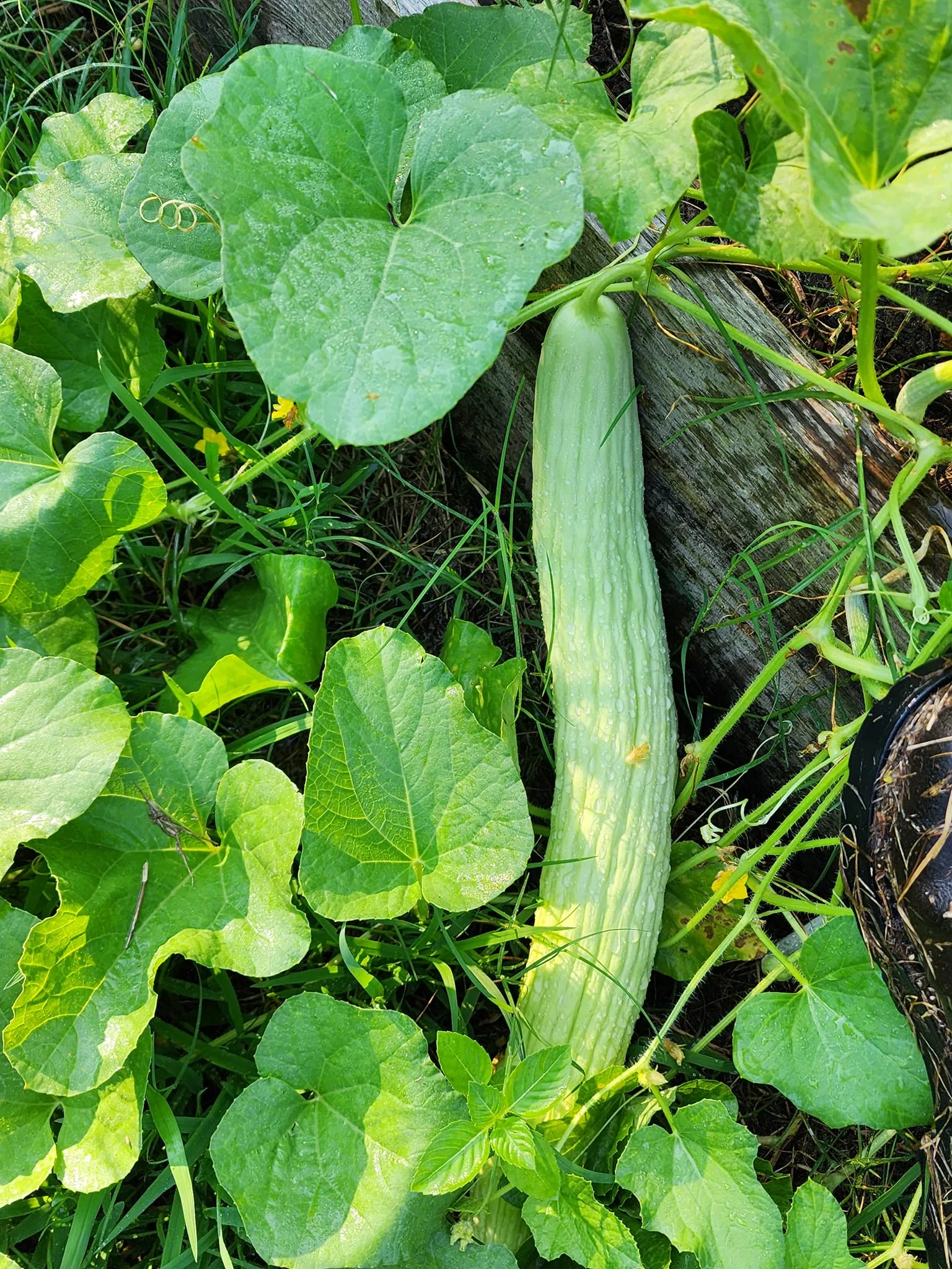 Armenian Cucumber BULK