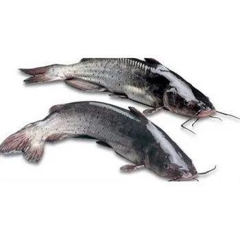 Whole Cleaned Catfish | Fresh & Ready for Delicious Meals