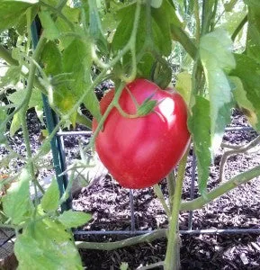 Cour Di Bue Tomato
