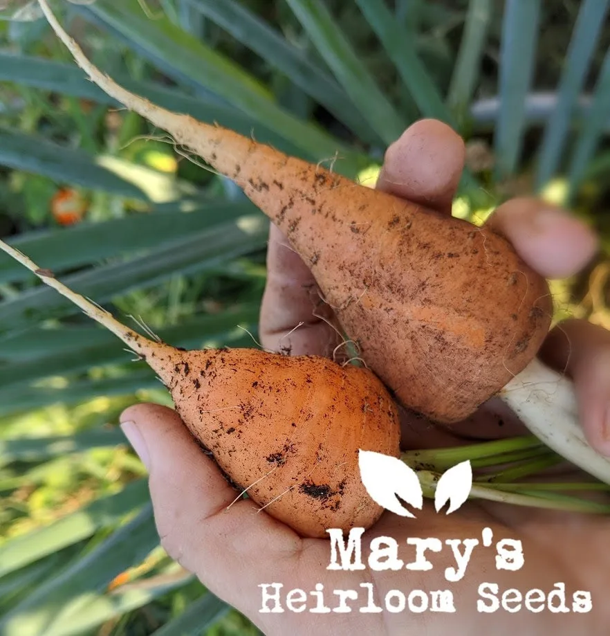 Chantenay Red Core Carrot BULK