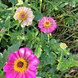 Zinnia Mix BULK