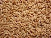 Hard Red Wheat
