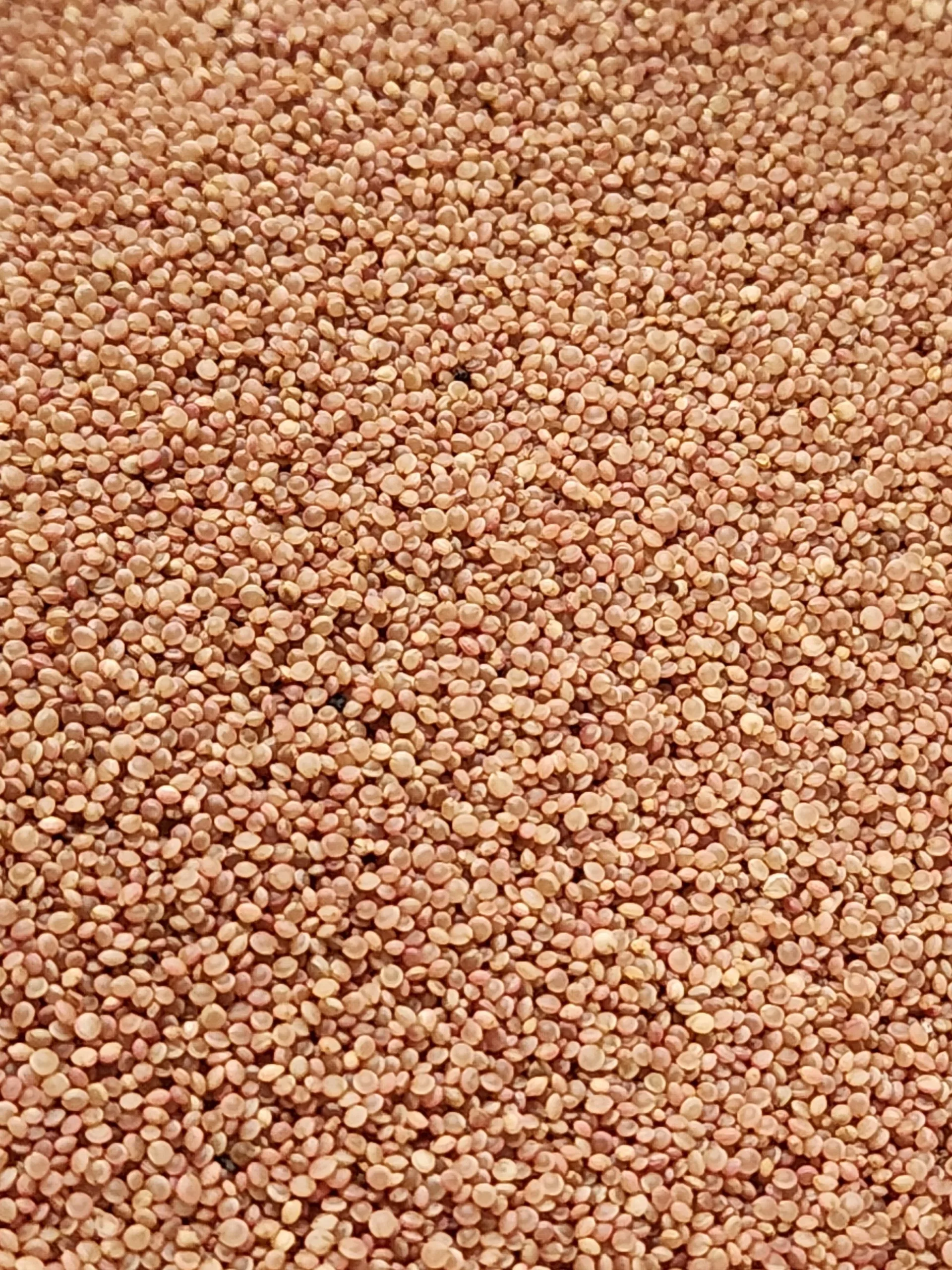Love Lies Bleeding Amaranth Microgreen Seeds