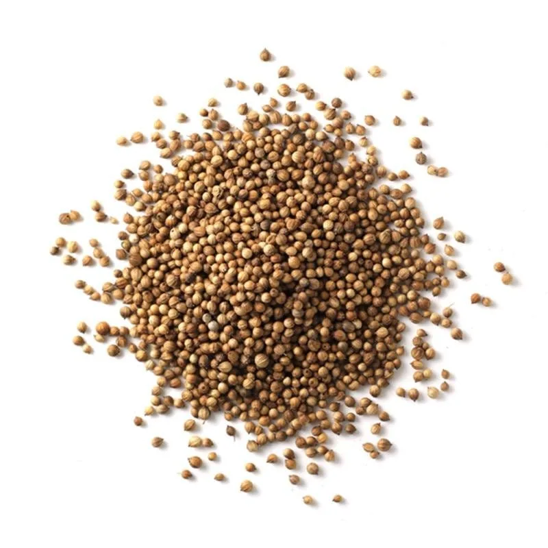 Coriander Seeds Moroccan