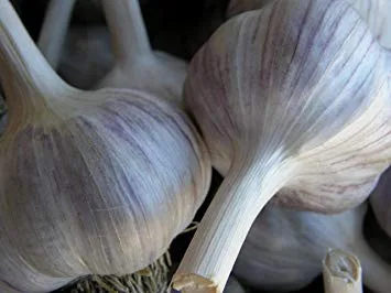 Spanish Roja Seed Garlic