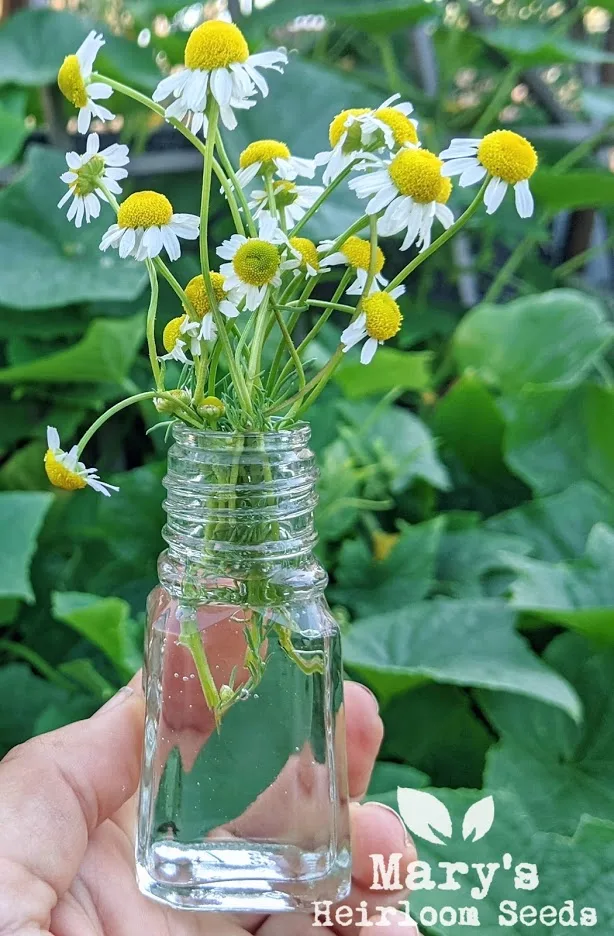 Homesteader Herbal SUPER Combo Pack