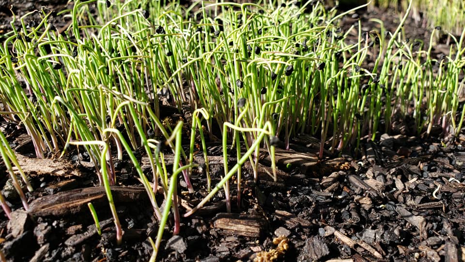 Large American Flag – Microgreens Seeds