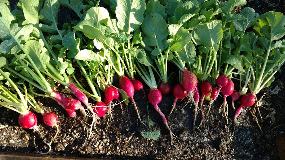 Keto Garden Pack – Fall Garden